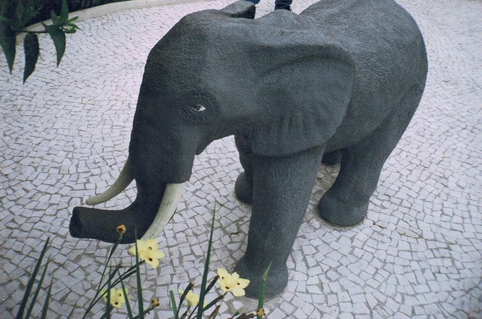 mockup elefante