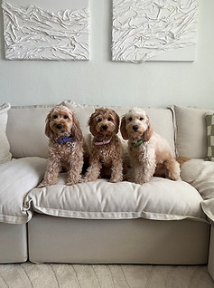 Pet Friendly sofa