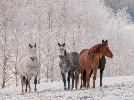 Préparer votre cheval pour l’hiver : 5 conseils