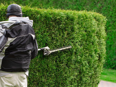 Printemps : quand et comment tailler ses haies ?