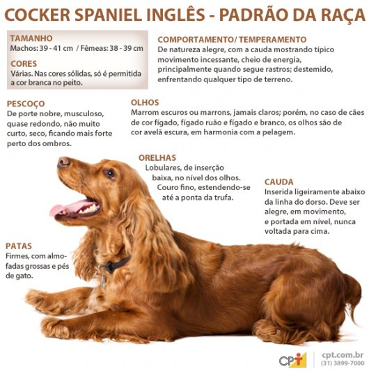 Tudo sobre a raça cocker spaniel clearance