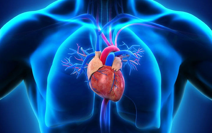 Illustration of a human chest with a detailed depiction of the heart and blood vessels in vibrant red and blue against a glowing blue background.
