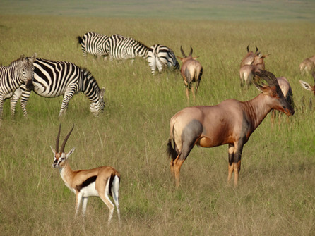 Thompson Gazelle, Zebra and Topi in North Conservancy Maasai Mara