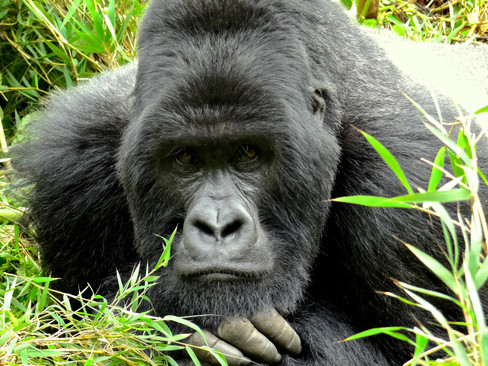 Silverback Mountain Gorilla