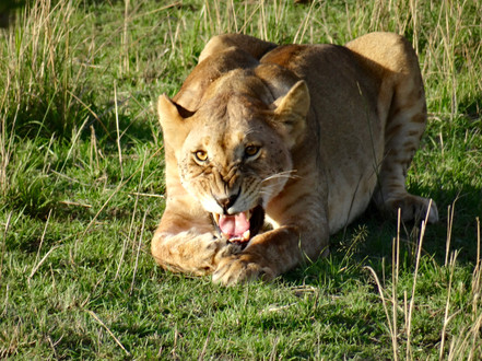 Lioness growling