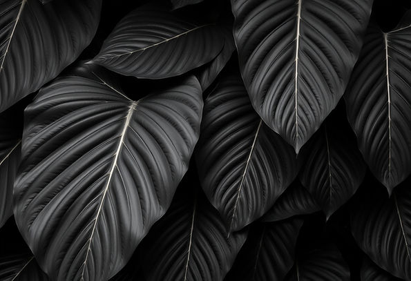 black-monstera-leaves-background-wallpaper_edited.jpg