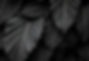 black-monstera-leaves-background-wallpaper_edited.jpg