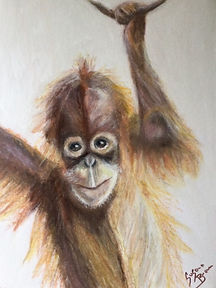 Baby Orang Utan.jpeg
