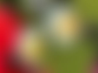 Year 6 went to PGL and explored a range of exciting activities.