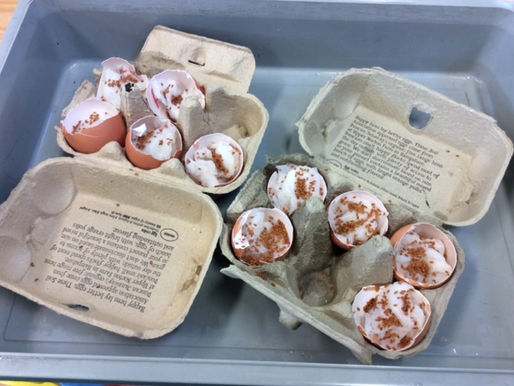 Foundation pupils have been busy watching their bulbs grow as well as creating 'Cress Heads'