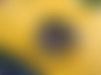 One clay pot was particularly impressive so we thought you would all to see Lola's in more detail.