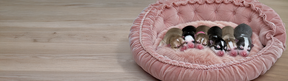 Available Puppies Header 2.jpg