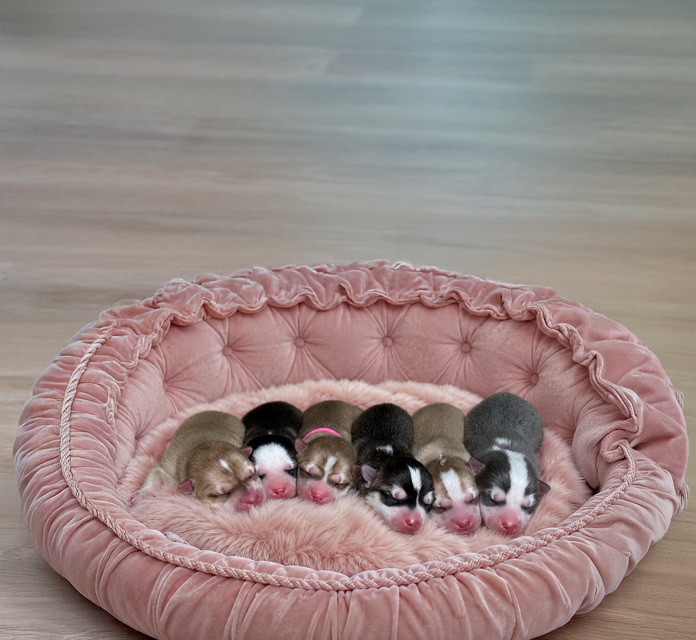 Available Puppies Header 3.jpg
