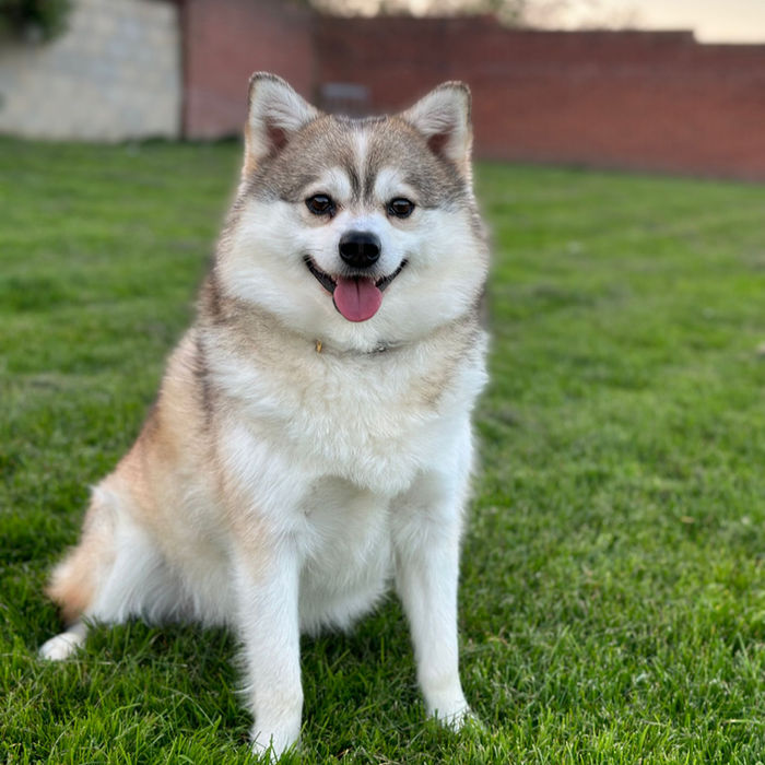 Happy fluffy dog sitting on grass