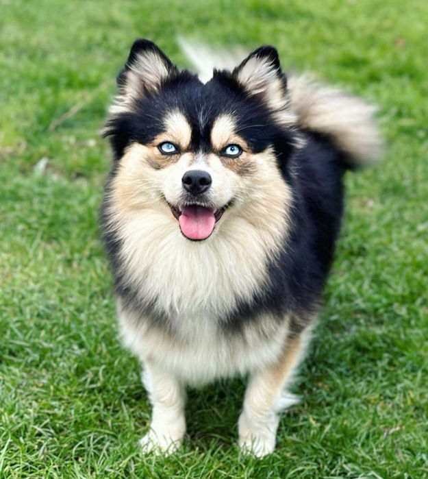 Happy dog with blue eyes and tri-color fur on grass