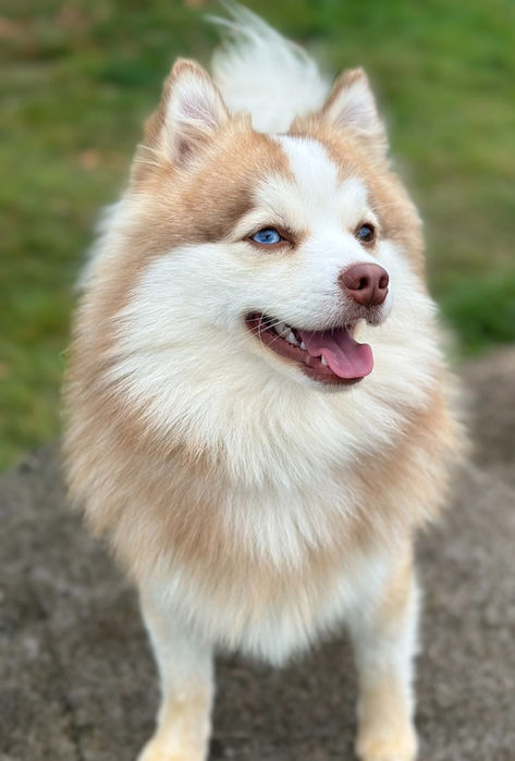 Fluffy brown and white dog with blue eyes