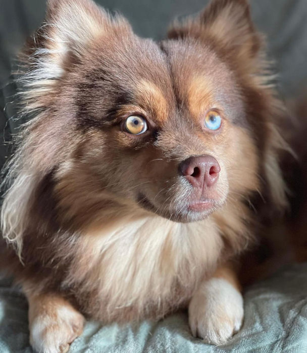 Fluffy brown dog with one amber and one blue eye