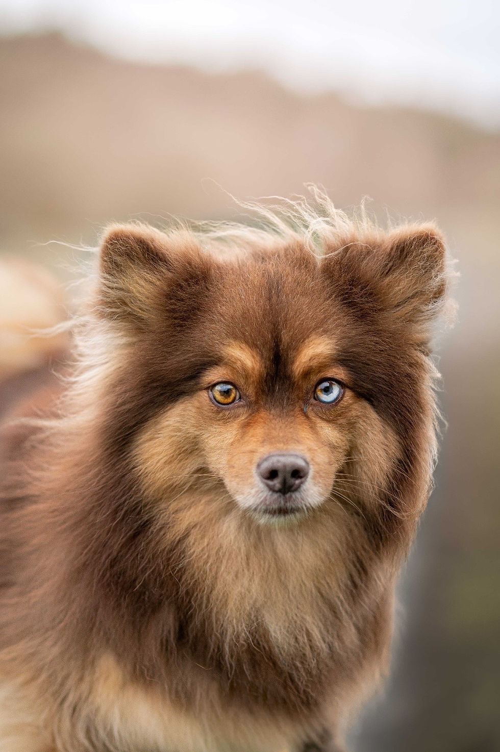 Brown and tan shaggy dog with different colored eyes