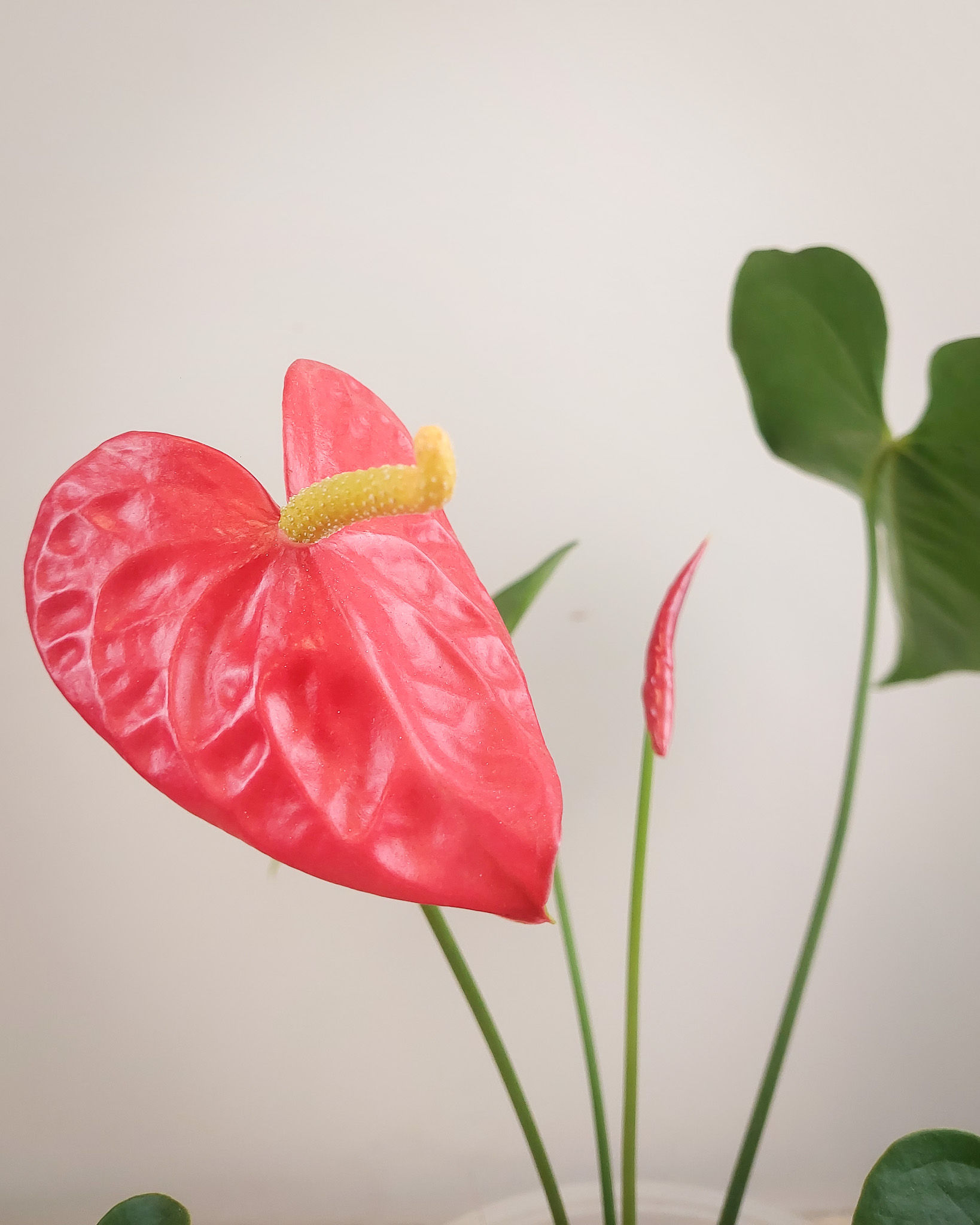 Anturio rojo grande #17 Matera Lima: planta tropical con flores rojas en forma de corazon en maceta transparente