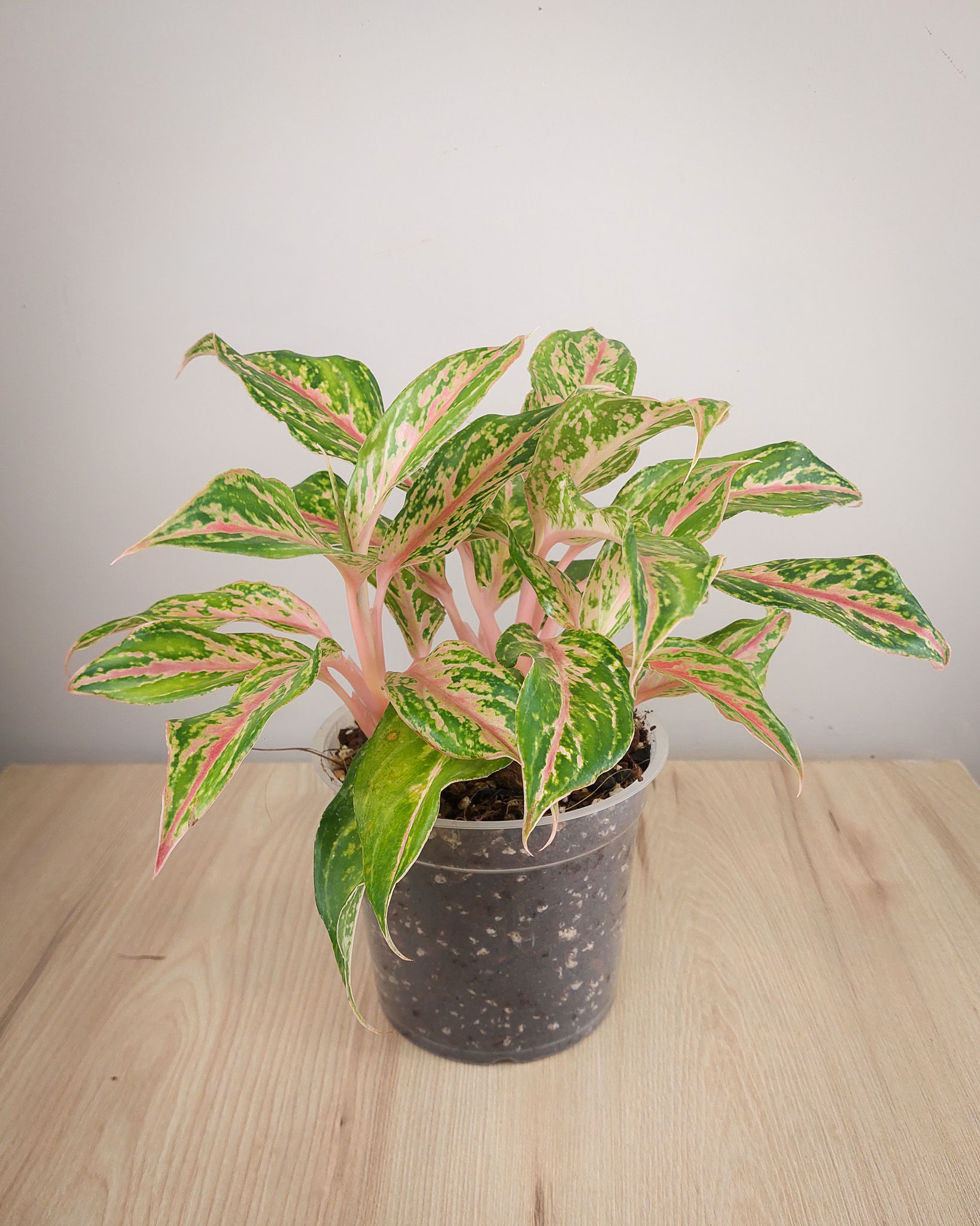 Aglaonema Night Sparkle con hojas verde oscuro y destellos plateados en maceta transparente
