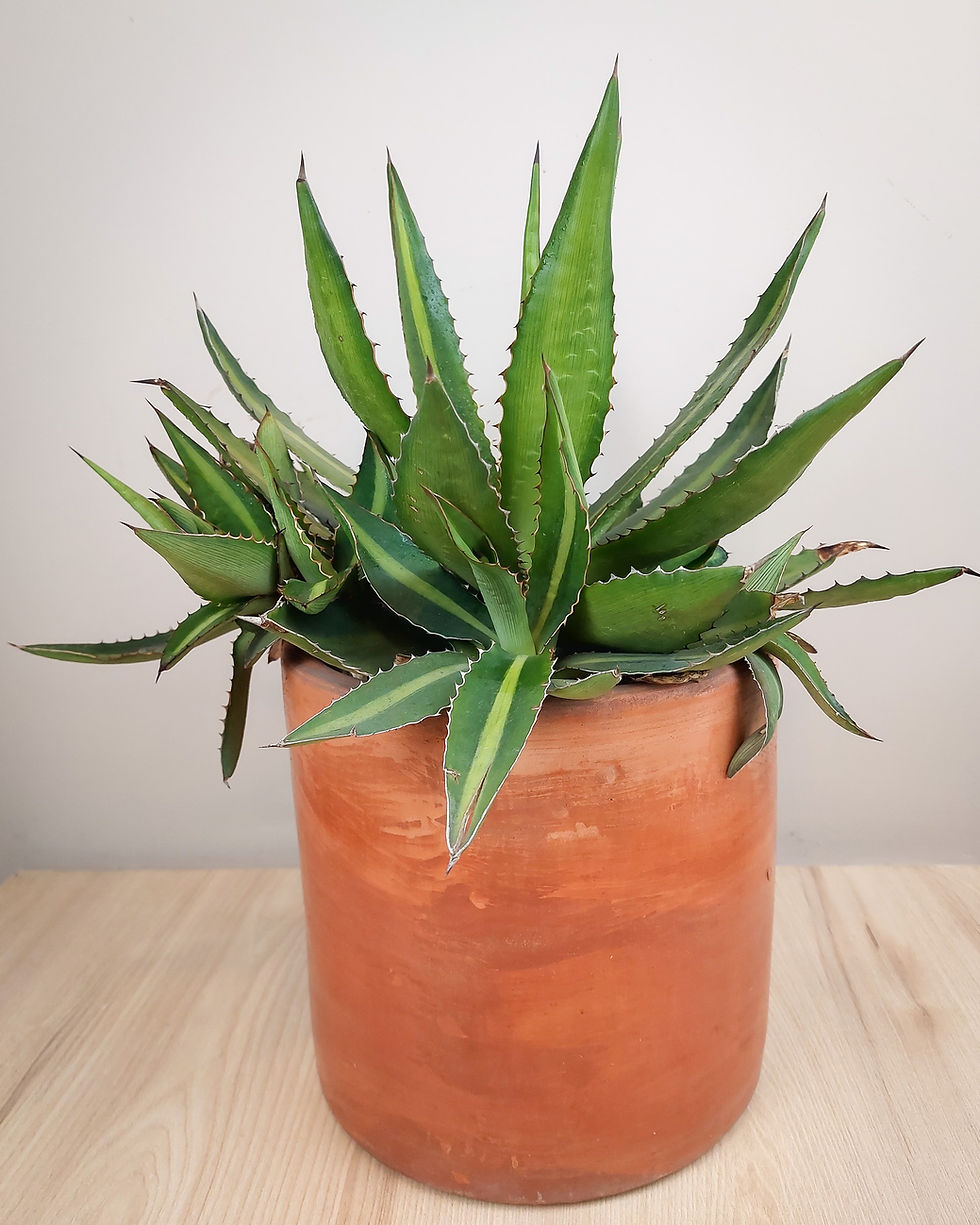 Agave verde en maceta de barro, planta suculenta resistente ideal para interiores y exteriores