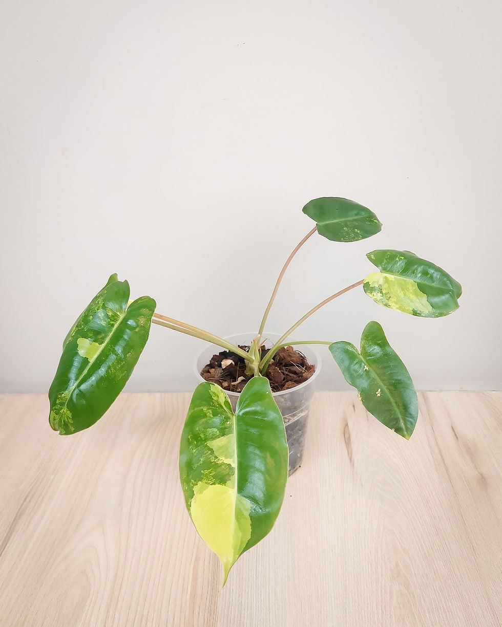 Philodendron Burle Marx Variegado Matera Lima: hojas verde manchas blancas irregulares coleccion