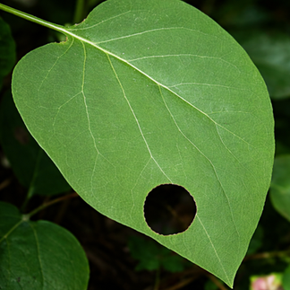 orugas - plaga en plantas - hojas comidas