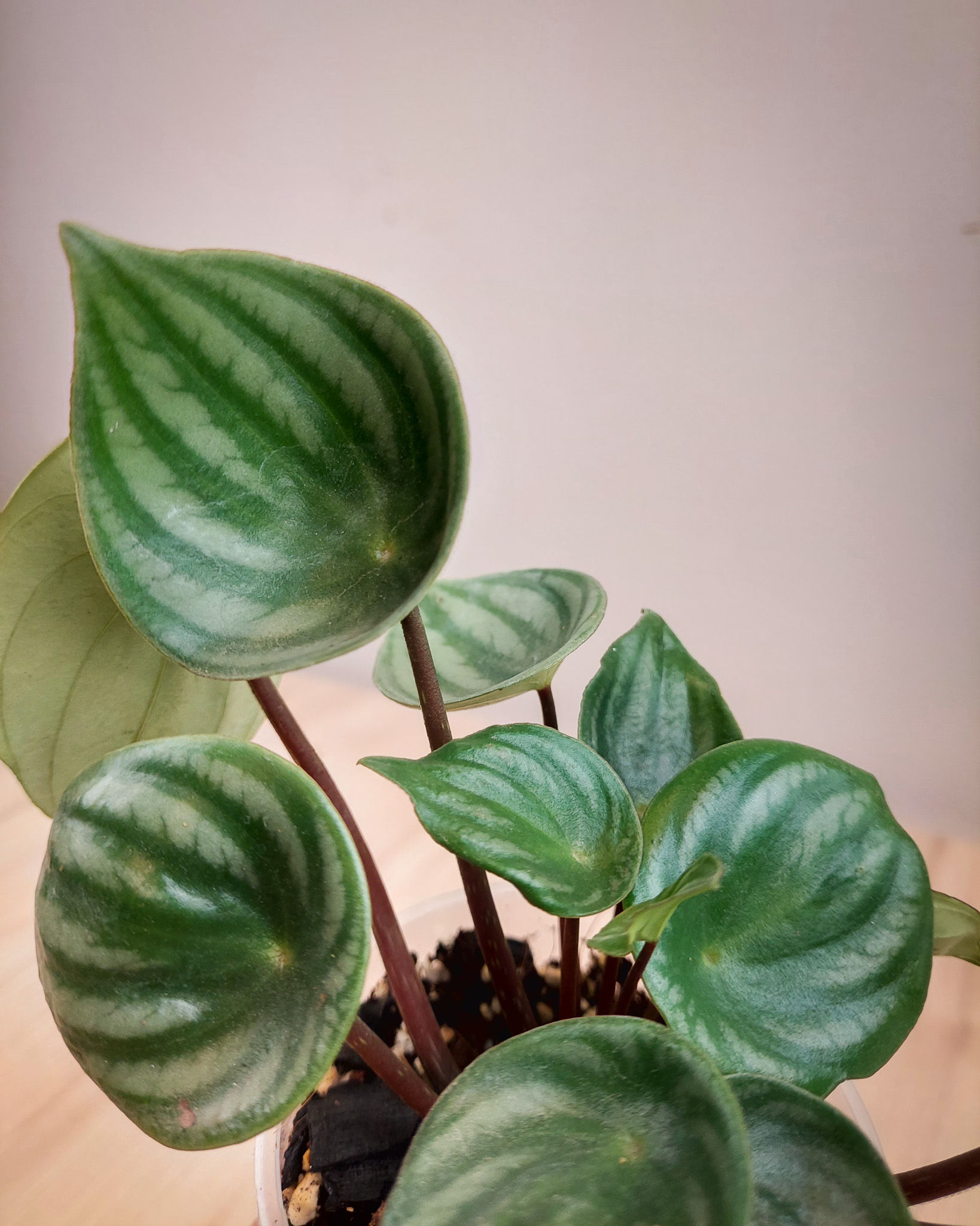 Peperomia Sandía Watermelon con hojas ovaladas de franjas verdes y plateadas en maceta compacta