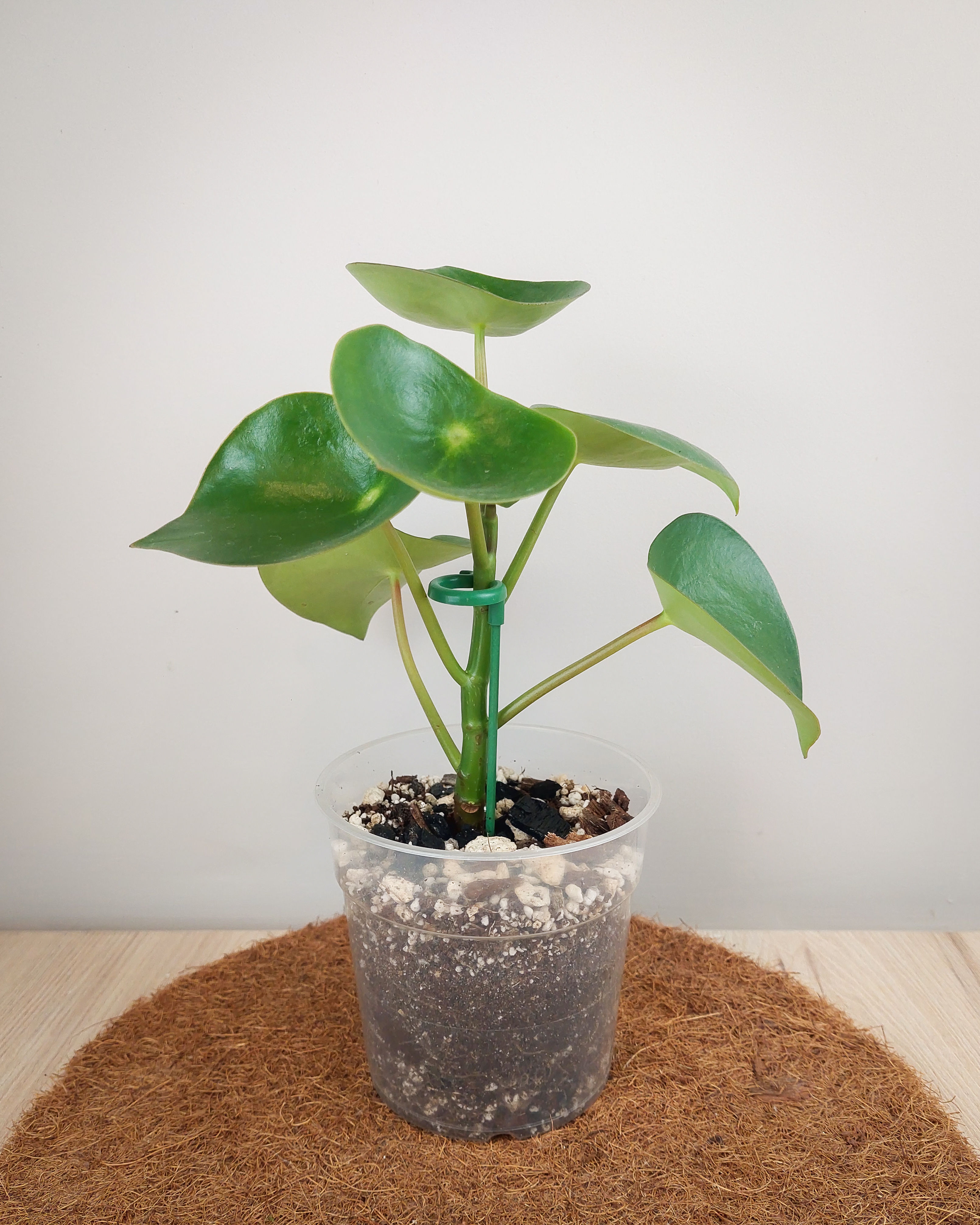 PEPEROMIA POLYBOTRYA #12