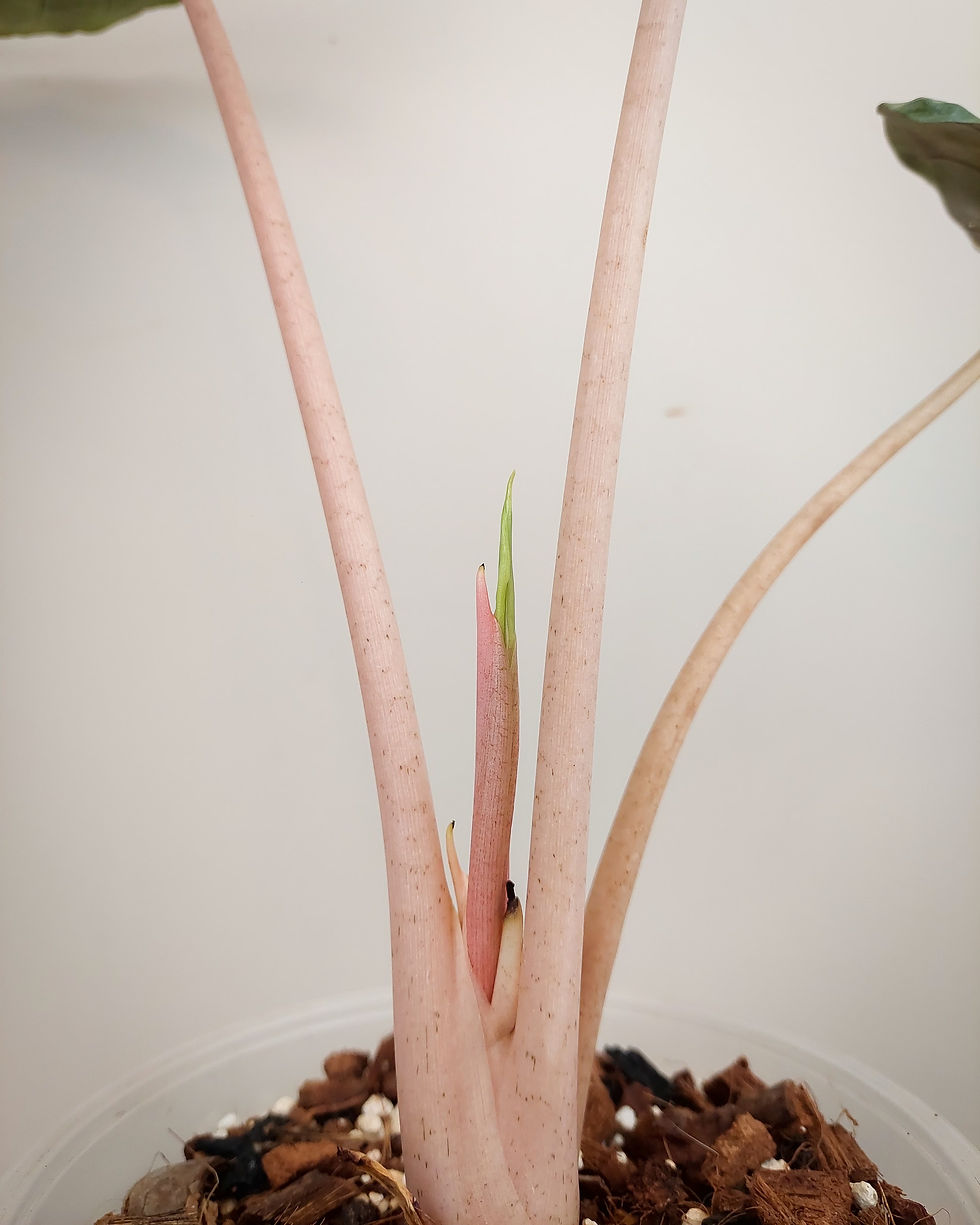 Alocasia Pink Dragon en maceta, planta exótica con tallos rosados y hojas verdes