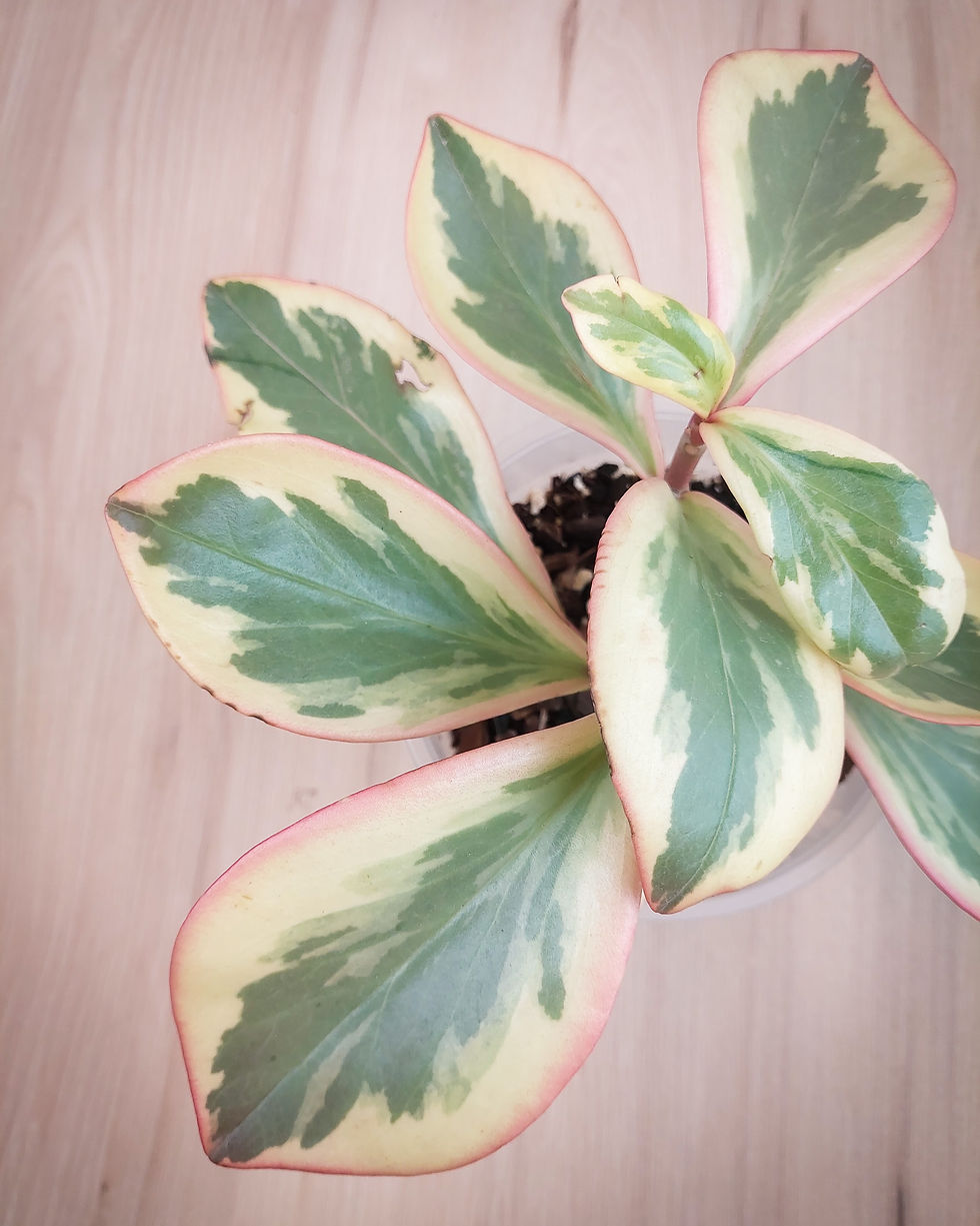 Peperomia Ginny #15 Matera Lima: planta tricolor verde crema rosa bordes compacta
