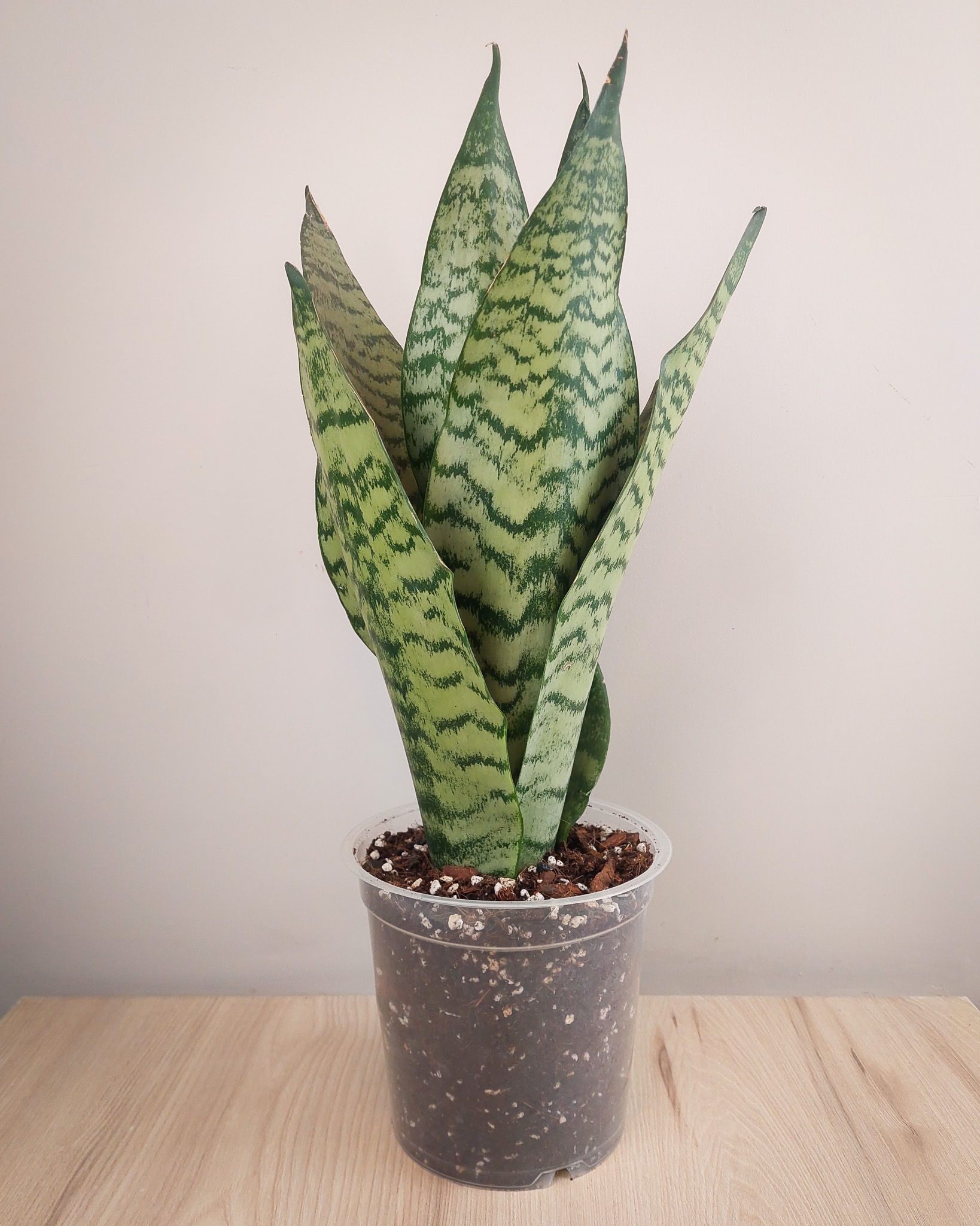 Sansevieria Black Coral con hojas verticales verde oscuro y bandas plateadas en maceta