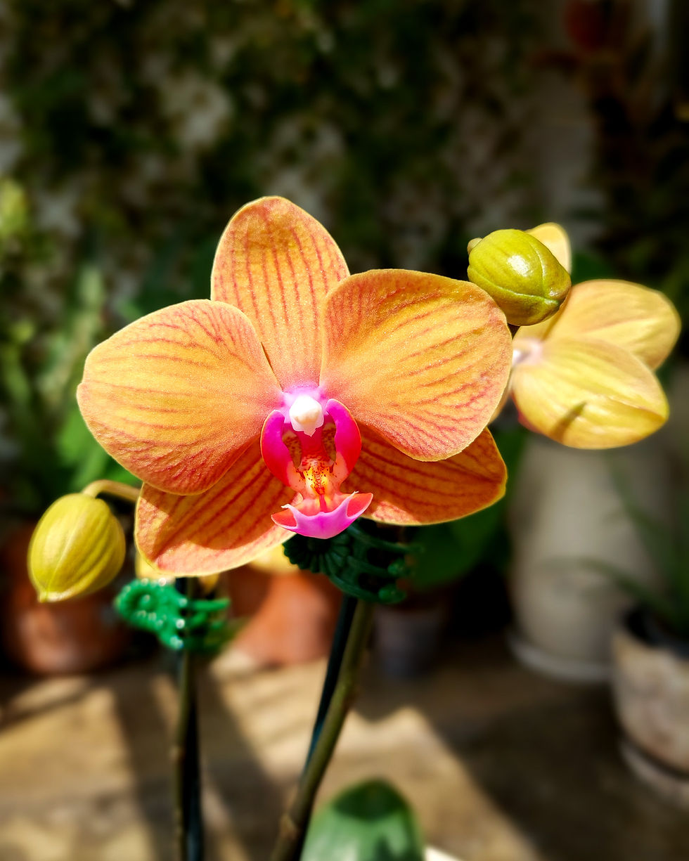 Orquidea Phalaenopsis naranja salmon con capullos amarillos 2 varas Matera Lima: flores mariposa 2 varas maceta #12