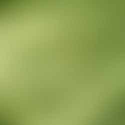 pulgón - hoja dañada por plagas