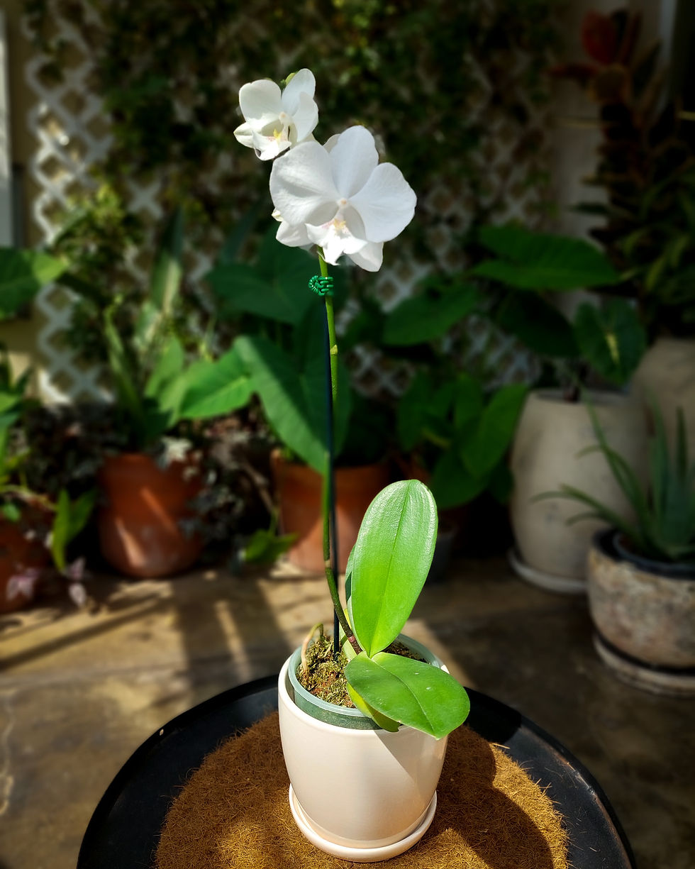Orquidea Phalaenopsis blanca grande flores generosas Matera Lima: flores mariposa 1 vara maceta #12