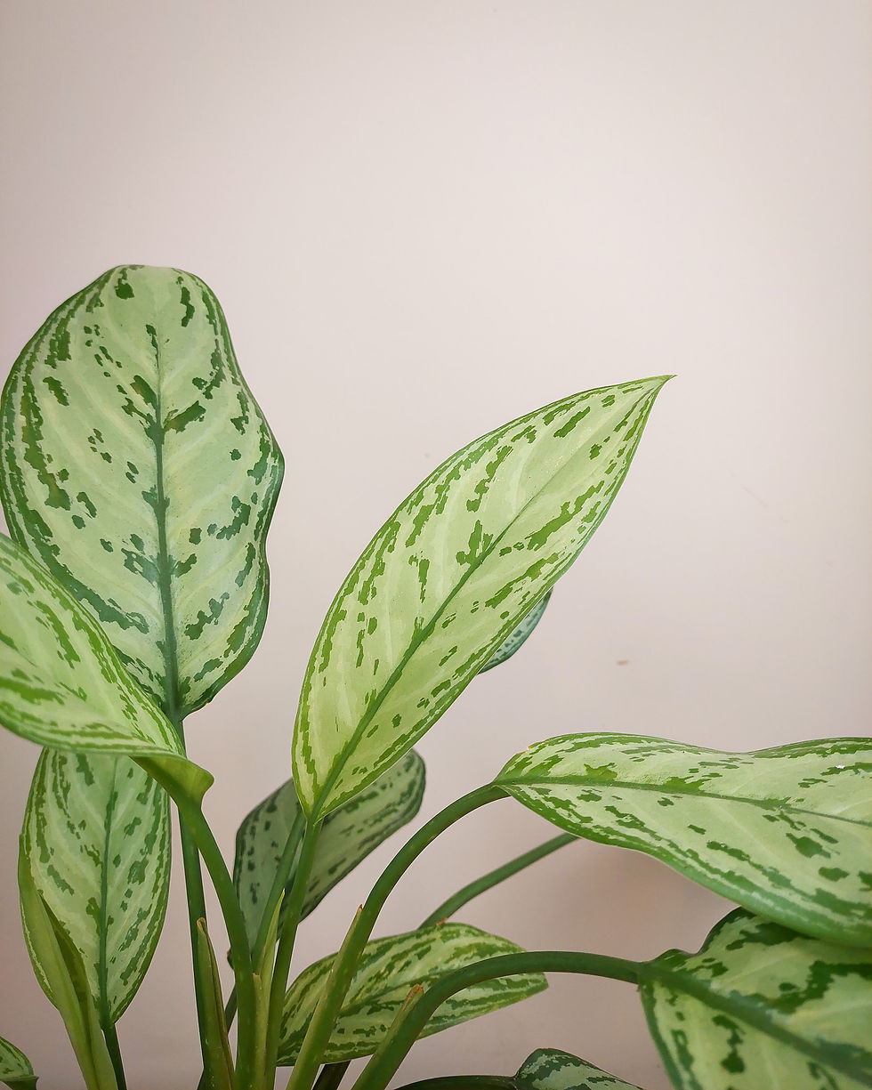 Aglaonema Verde #12 Matera Lima: planta de interior clasica resistente hojas largas verdes