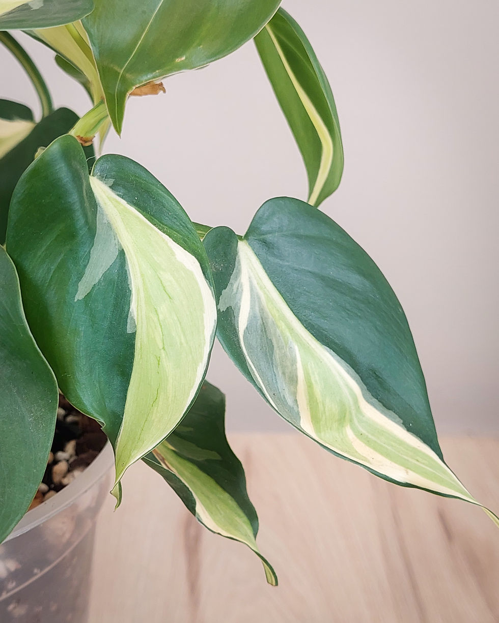 Philodendron Rio con hojas acorazonadas verde oscuro, crema y franja central plateada en maceta