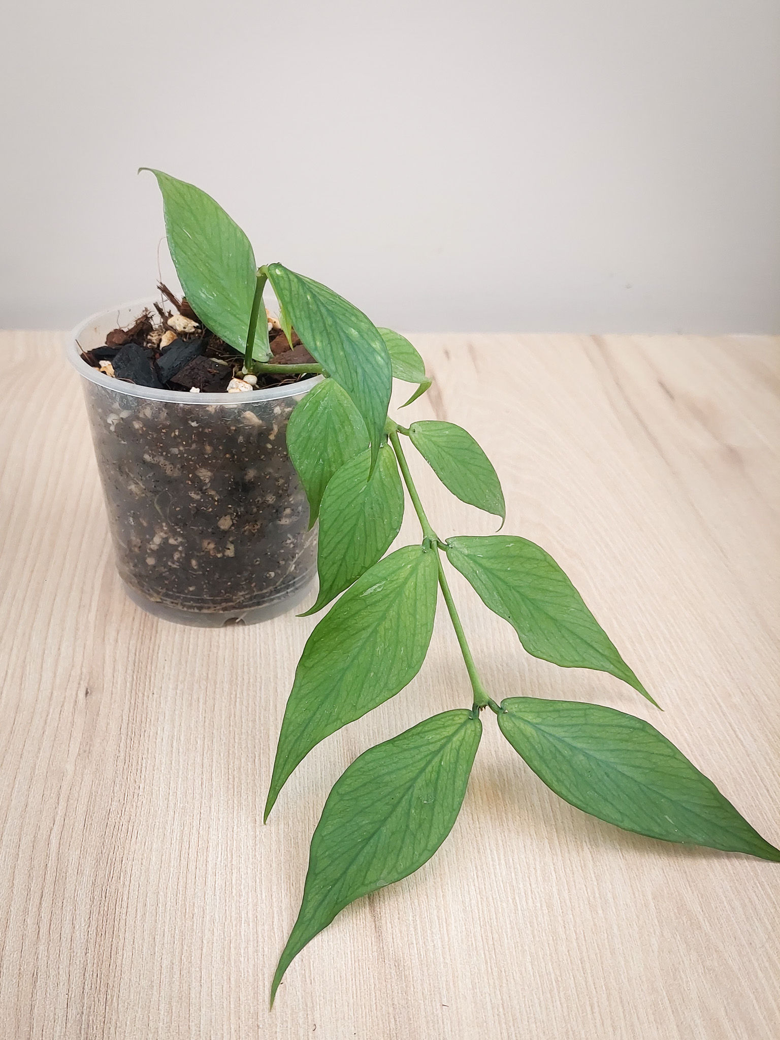 Hoya Polyneura Green #09 Matera Lima: planta coleccion hojas forma pez venas prominentes
