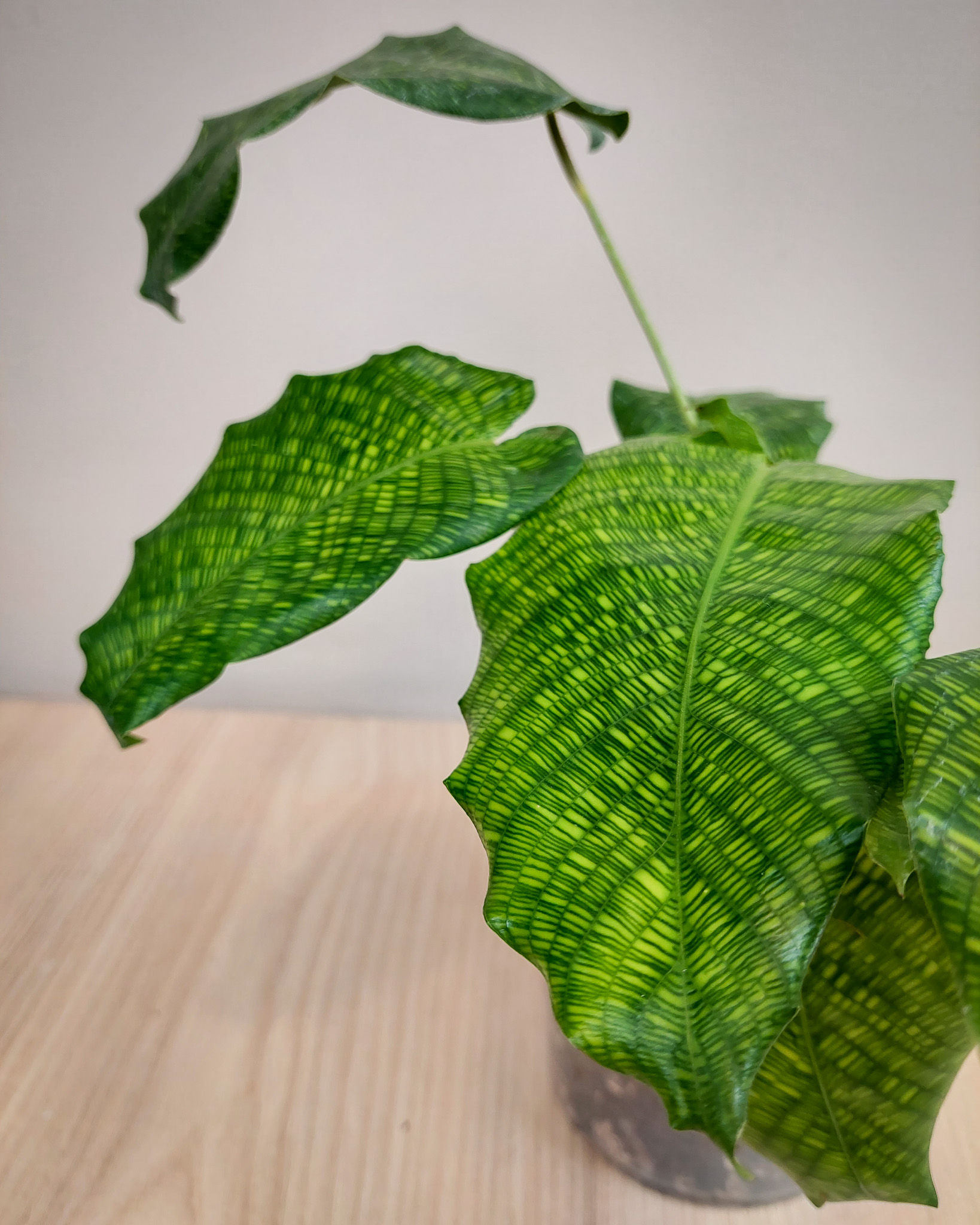 Calathea Musaica en maceta, planta de hojas verdes con patrón tipo mosaico