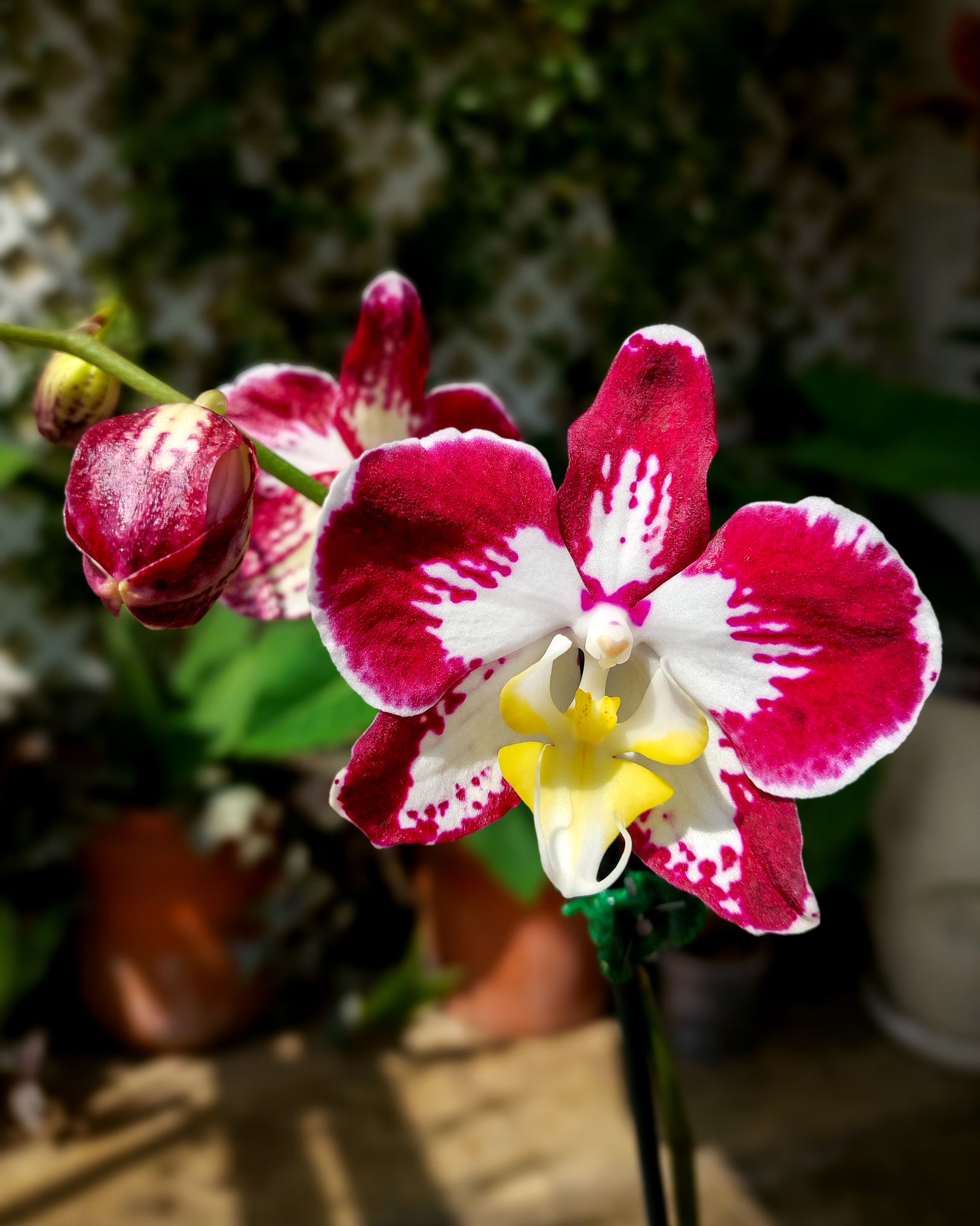 Orquidea Phalaenopsis granate rojo vino con manchas blancas Matera Lima: flores mariposa 1 vara maceta #12