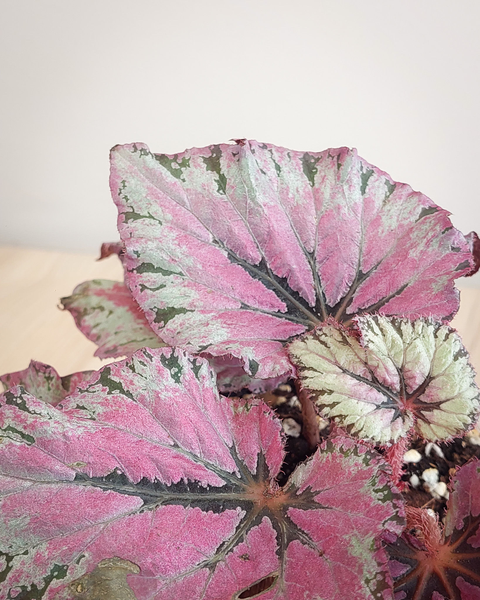 Begonia Rex con hojas grandes asimétricas en rosa magenta, plateado y verde oscuro con acabado metálico en maceta