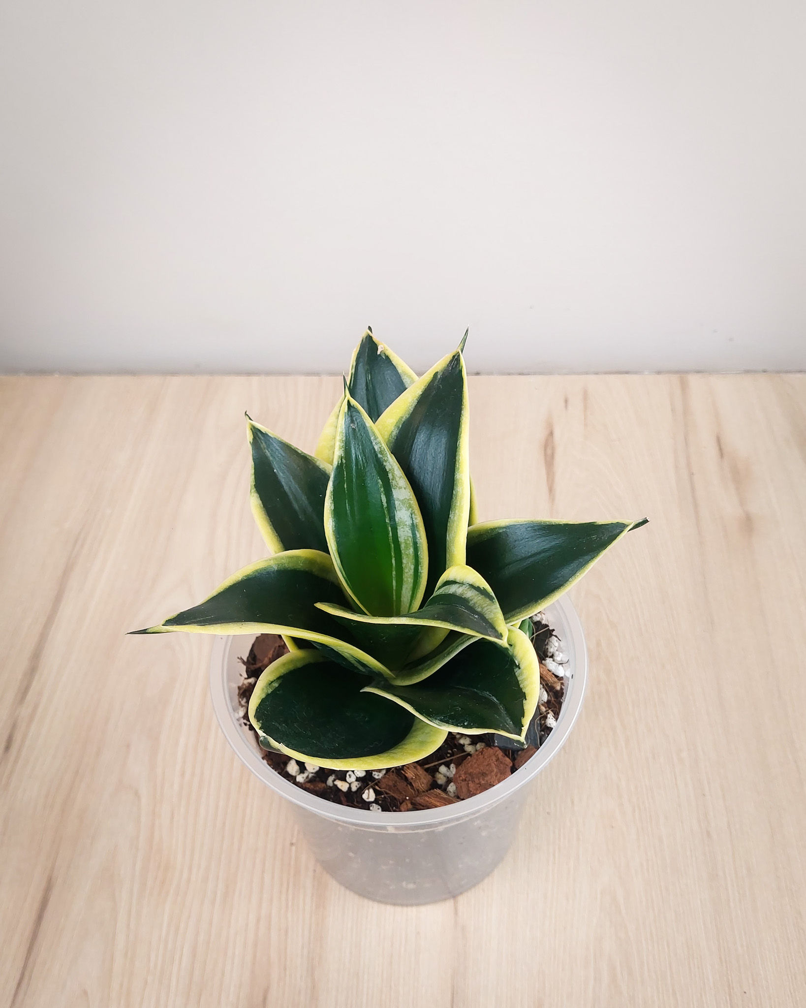 Sansevieria Golden Lotus en roseta compacta con hojas cortas en verde y dorado en maceta transparente