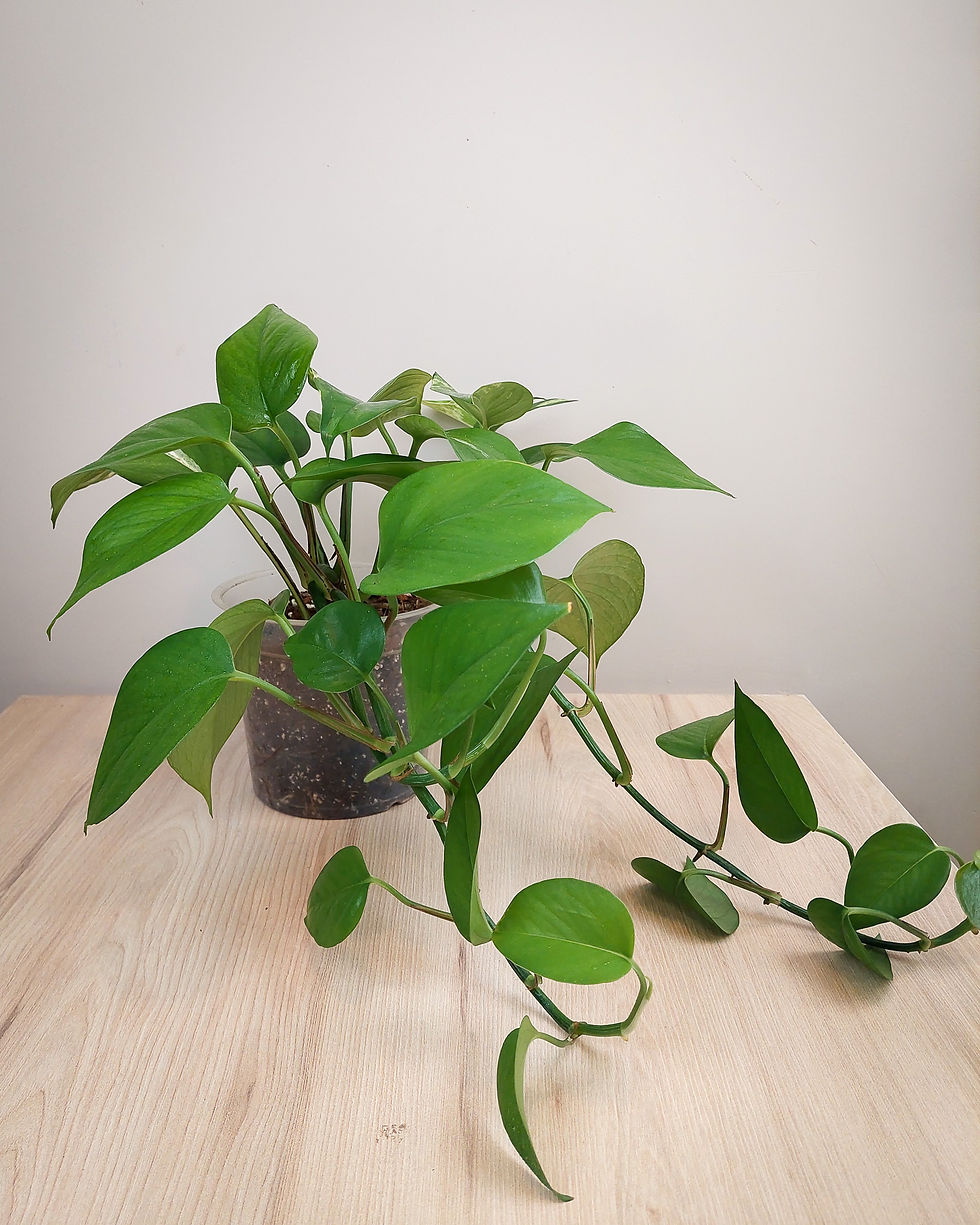 Boa Pothos Golden #15 Matera Lima: boa golden con hojas verde y dorado para principiantes en maceta transparente