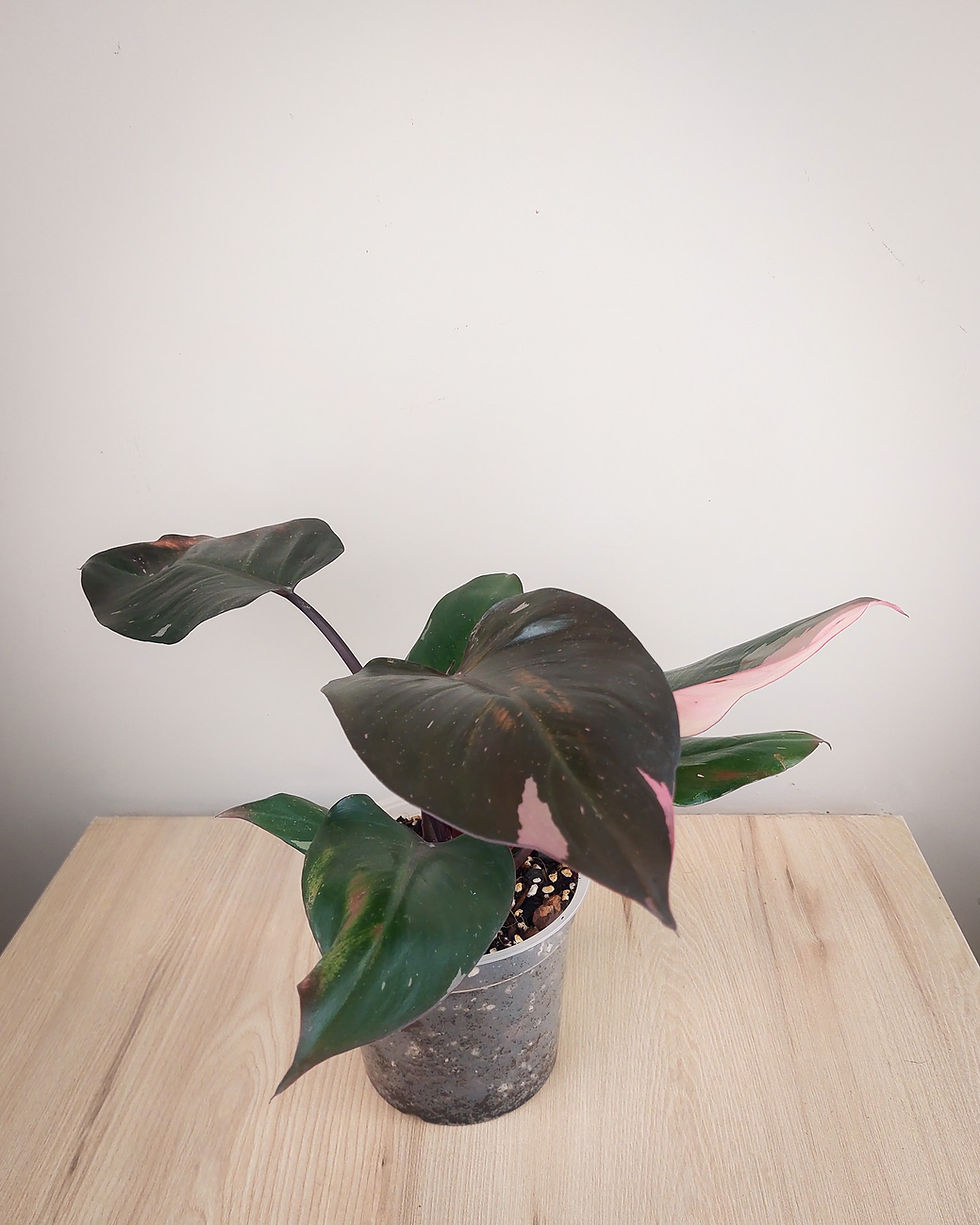Philodendron Pink Princess con hojas acorazonadas verde oscuro y manchas rosa intenso en maceta transparente