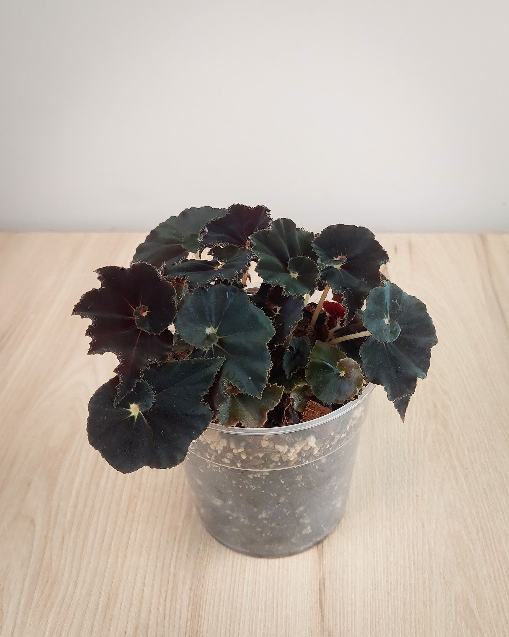 Begonia Dark Mambo con hojas grandes aterciopeladas negro profundo y tonos burdeos en maceta transparente