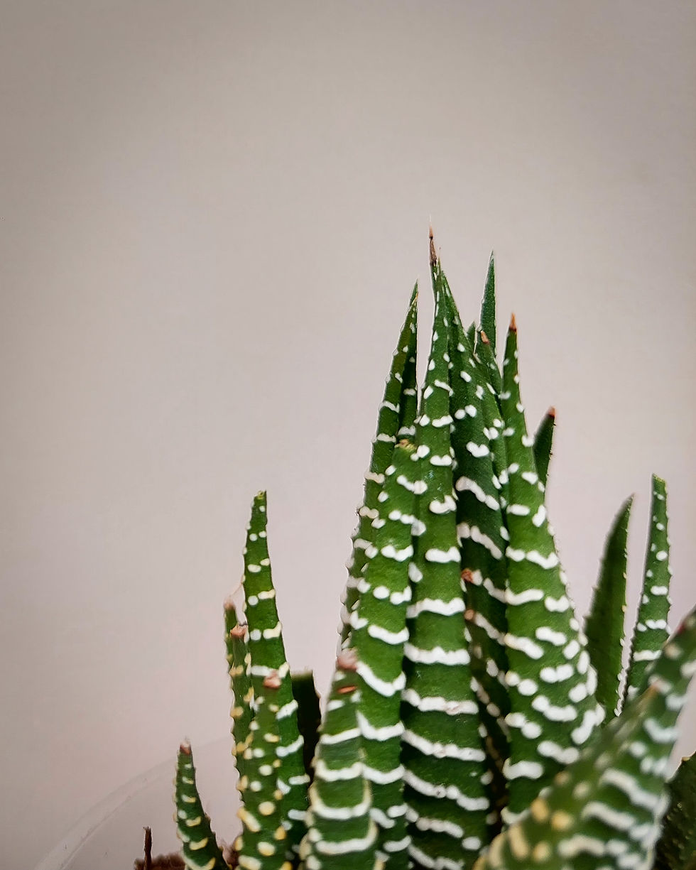 Haworthia cebra en maceta, suculenta pequeña con hojas verdes y líneas blancas en relieve