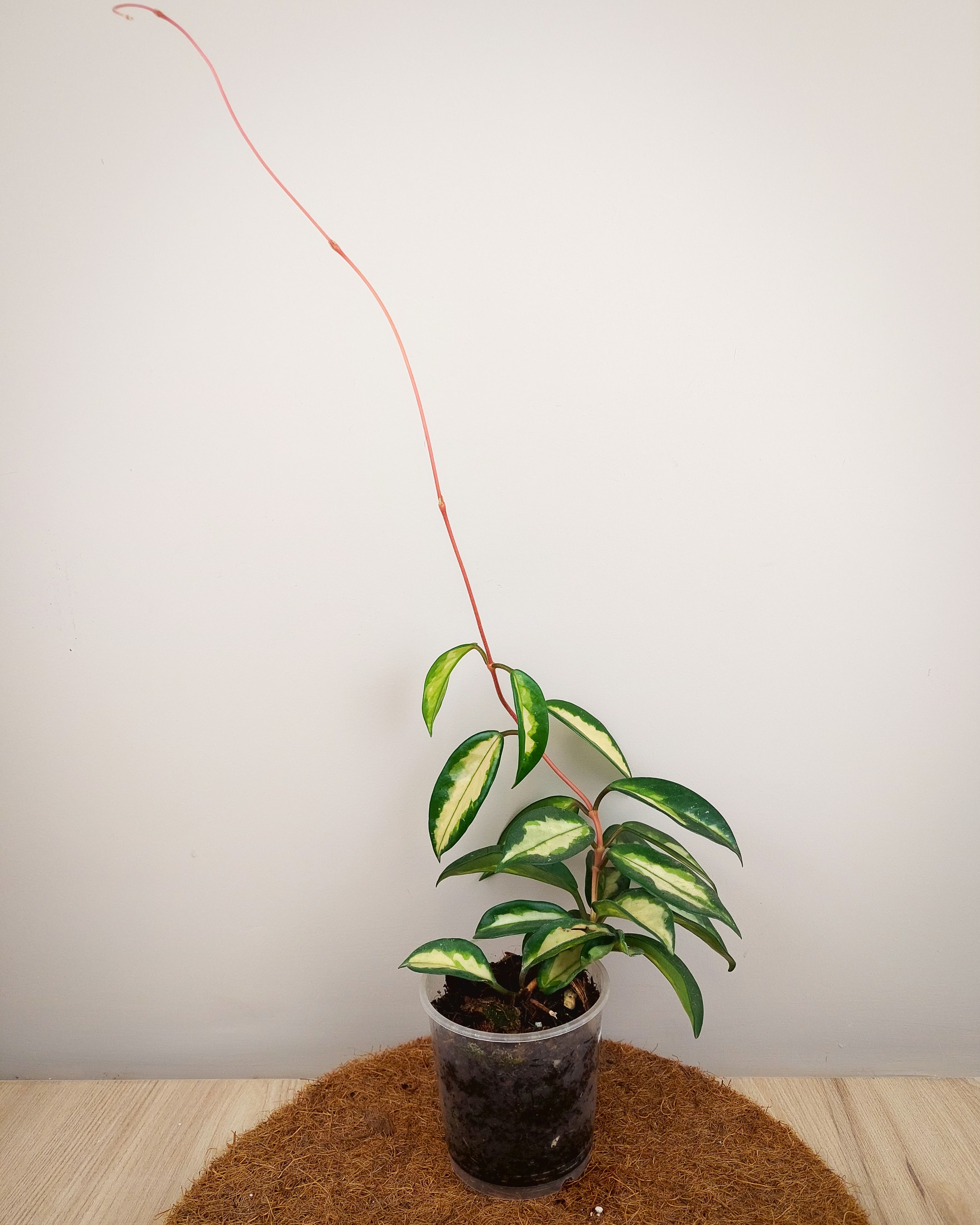 HOYA KRIMSON PRINCESS #09