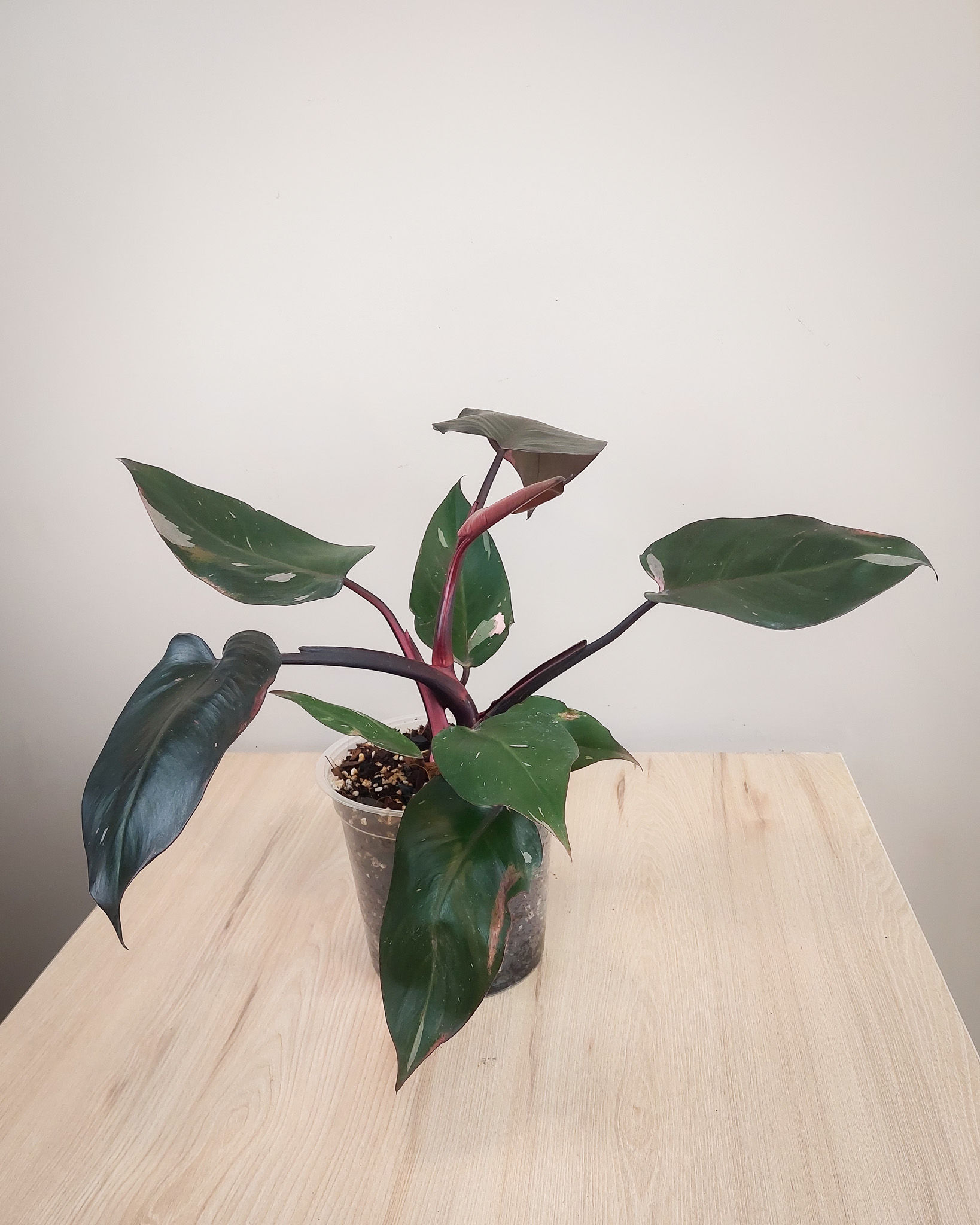 Philodendron Pink Princess con hojas acorazonadas verde oscuro y manchas rosa intenso en maceta