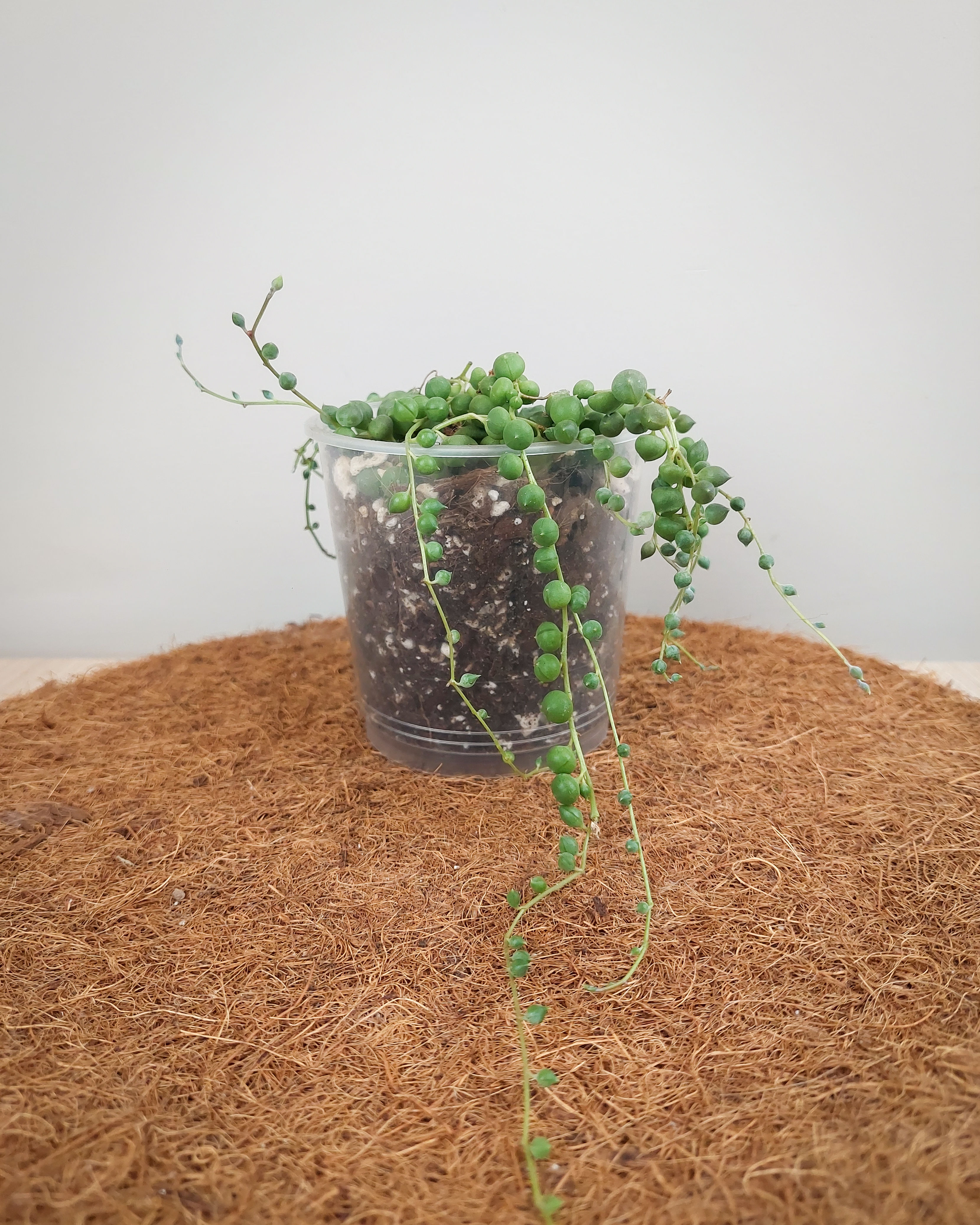 ROSARIO #09 - SENECIO