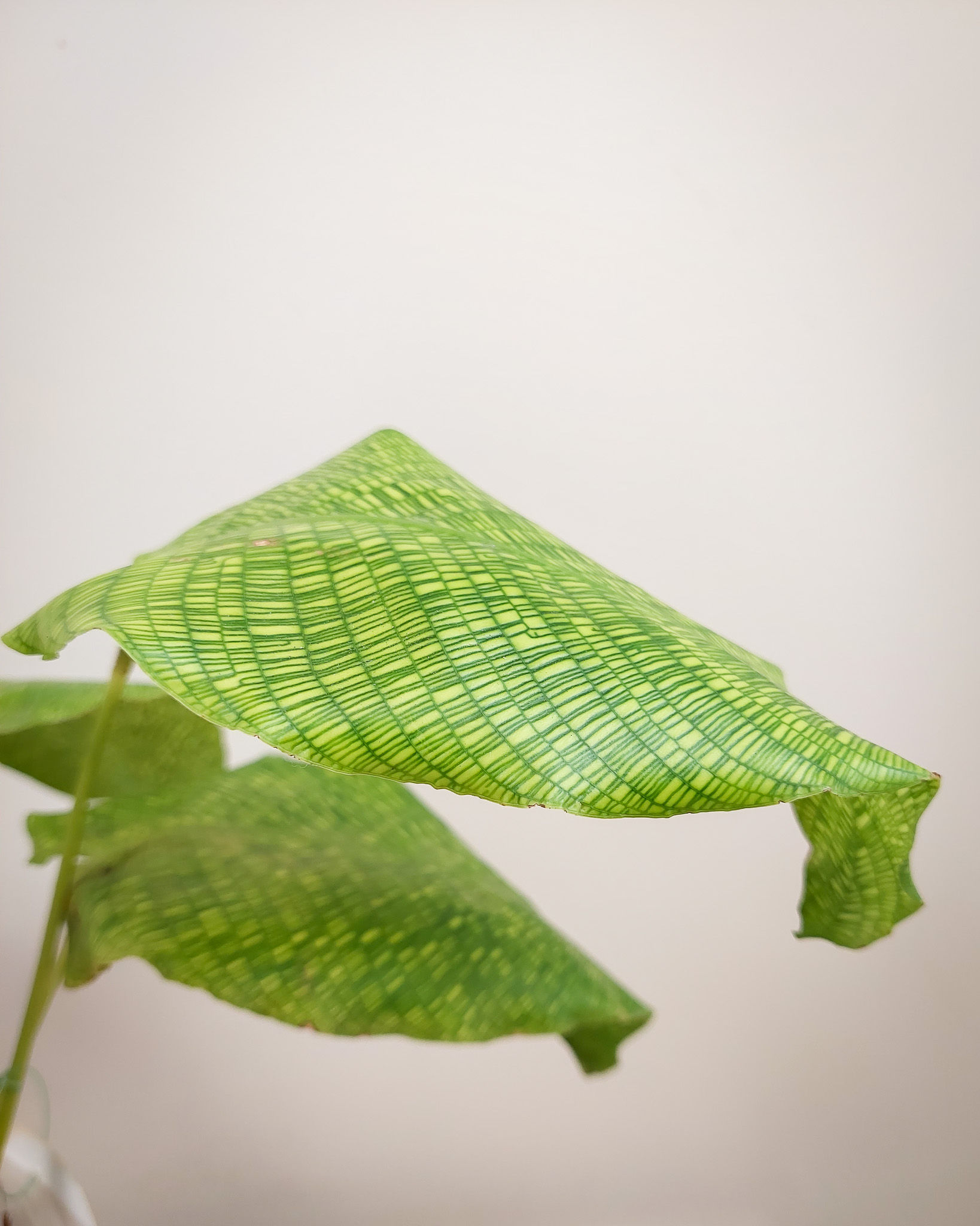 Calathea Musaica en maceta, planta de hojas verdes con patrón tipo mosaico
